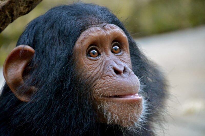 chimp at UWEC