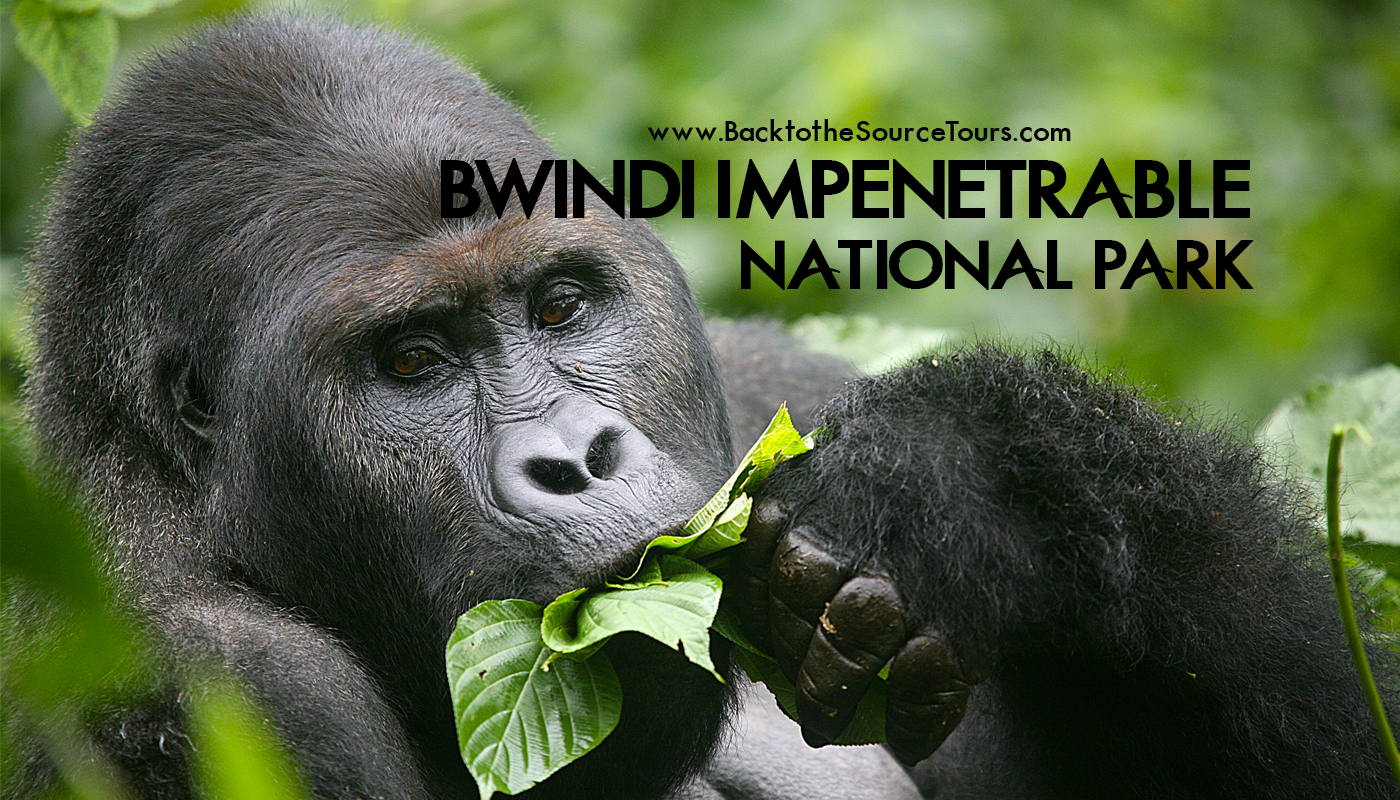 Bwindi Impenetrable National Park banner