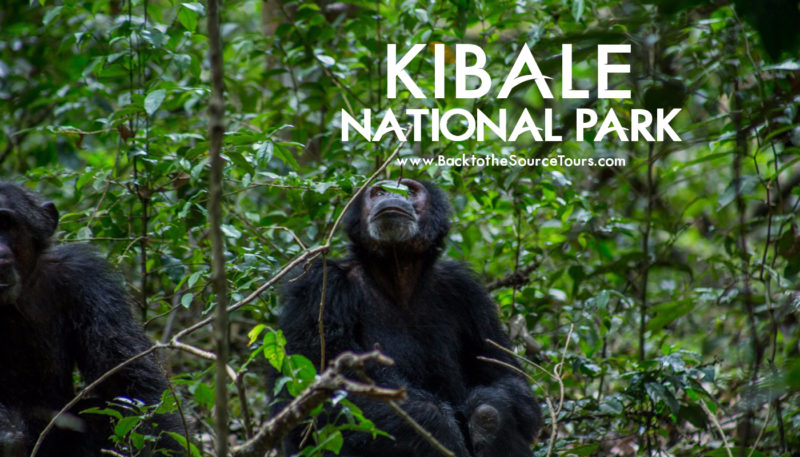 Kibale National Park banner
