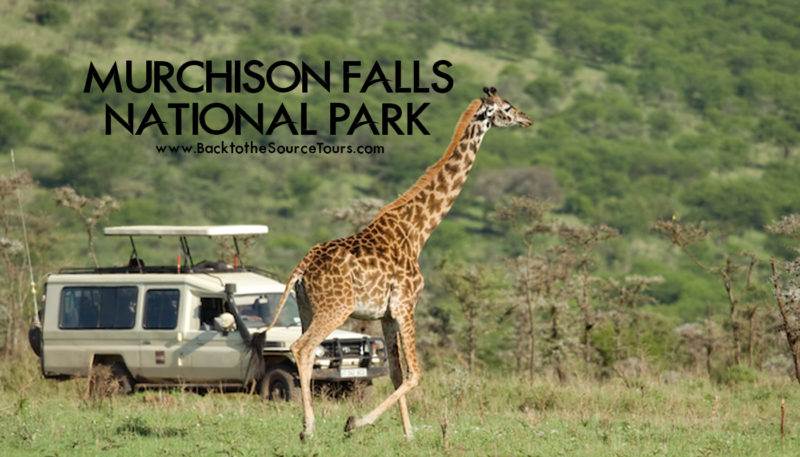 Murchison Falls National Park banner
