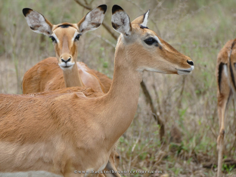 Antelopes wildlife