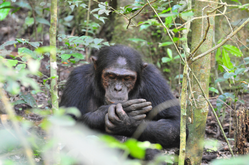 Chimp Trekking in Kibale