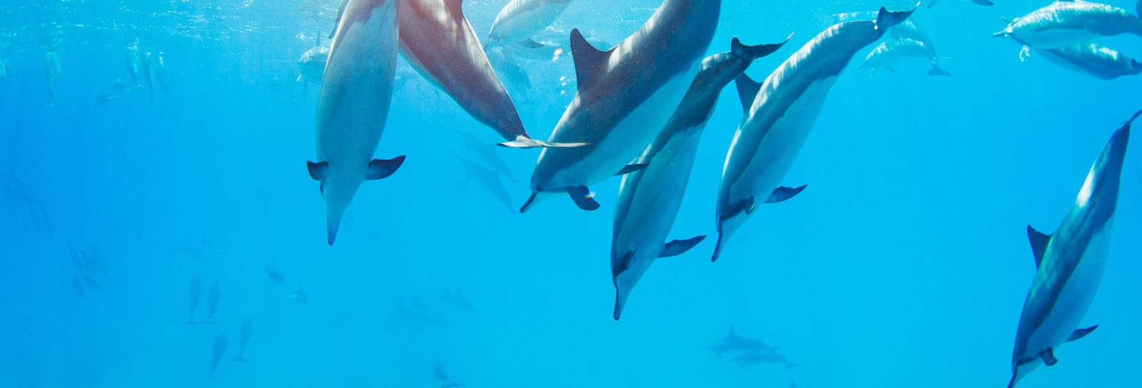 Pool of Dolphins