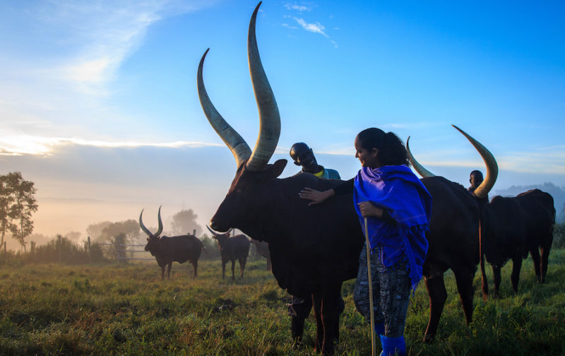 Emburara Farm Lodge in Mbarara, Uganda Fanny Martinez with Ankole cows