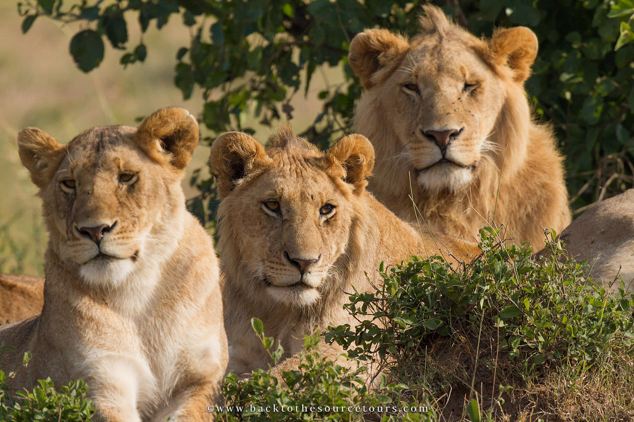 Lions in Uganda