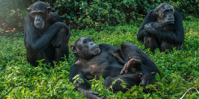 Ngamba Island Chimpanzee Sanctuary