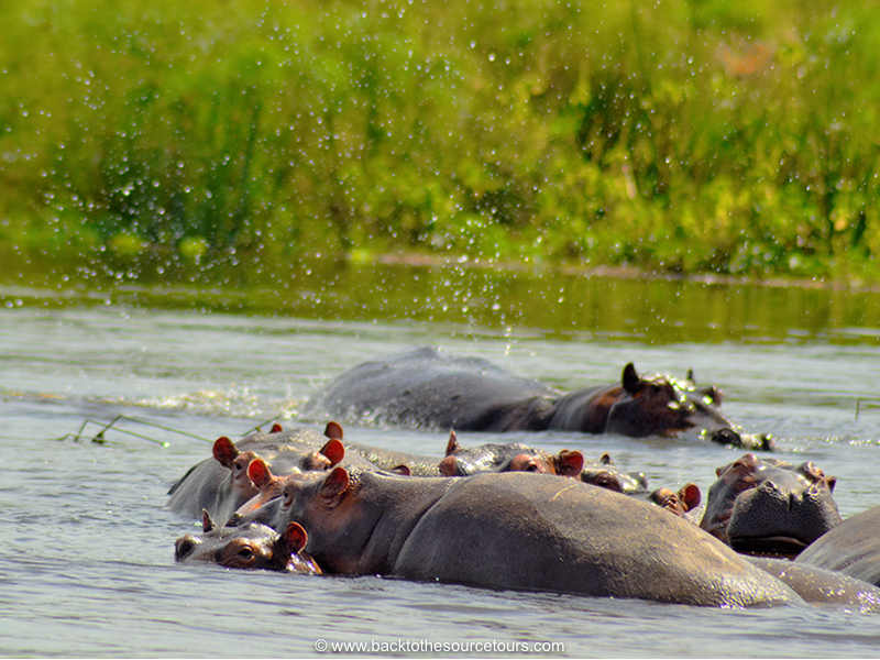 hippos-boat-cruise-back-to-the-source-tours