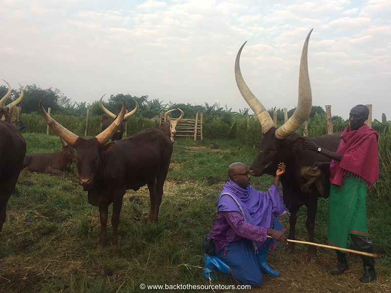 Ntare Guma Mbaho Mwine at Emburara Farm Lodge, Mbarara Uganda Ankole Cows