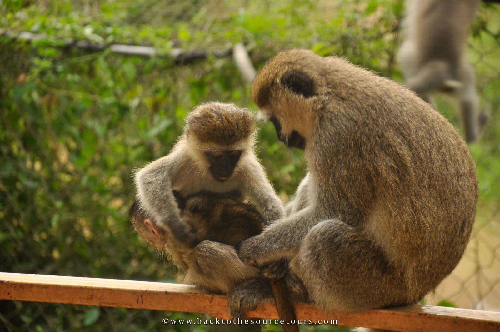 Fort Portal, The Mountainous Heart of Uganda! Primates, monkey family