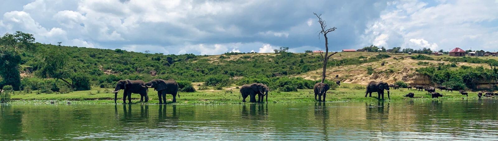 Elephant herd at Kazinga Channel, Uganda