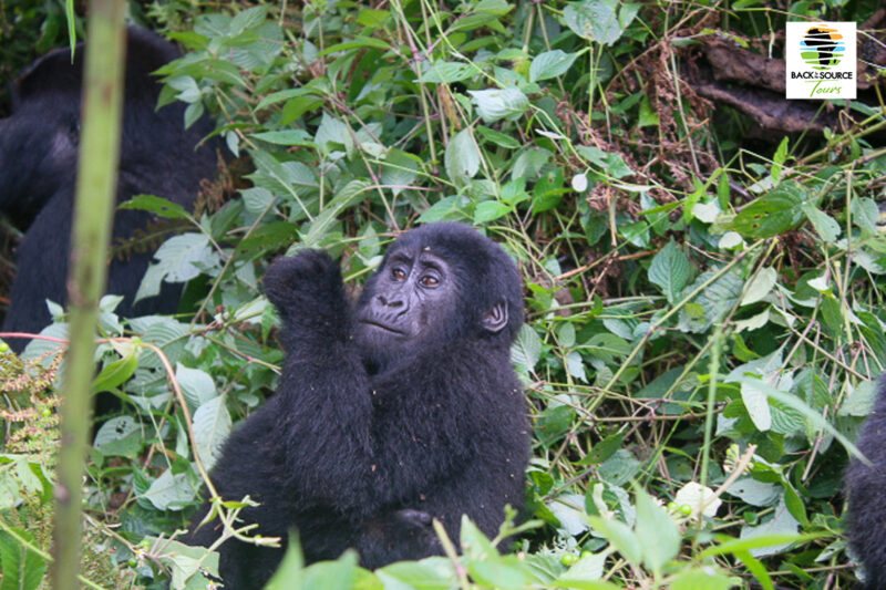 Bwindi-Mountain-Gorilla-Back-to-the-Source-Tours
