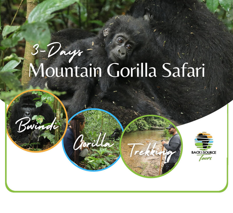 Gorilla Trekking Safari 3 days