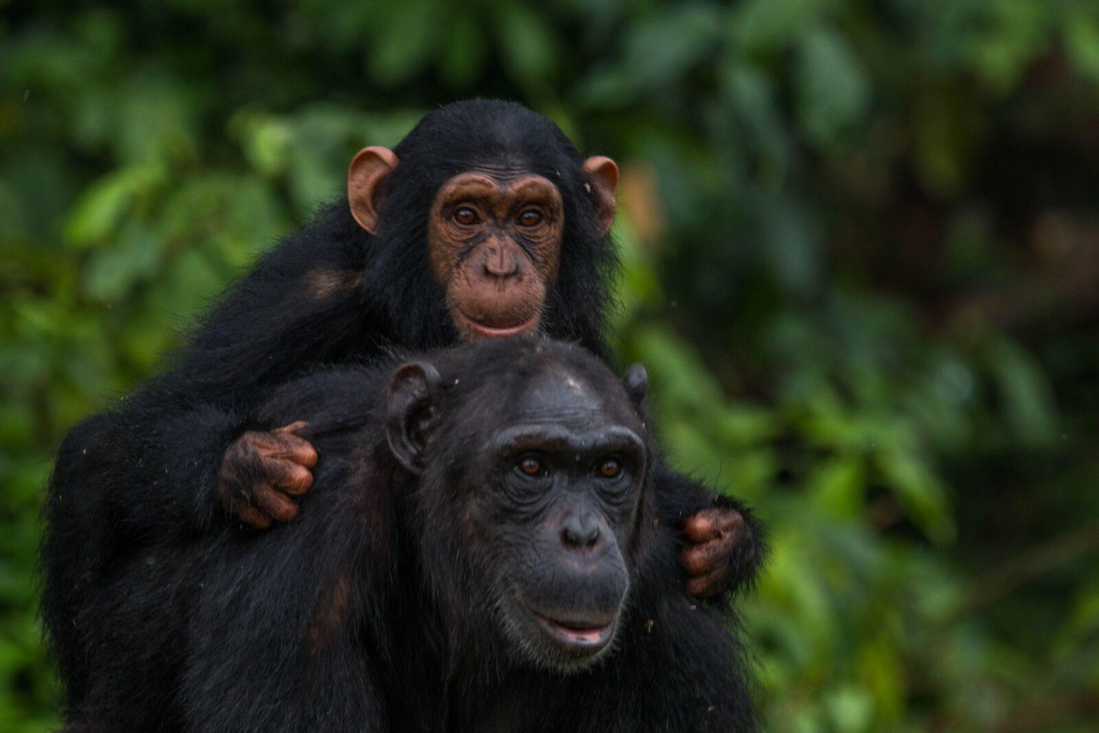 Ngamba Island Chimpanzee Sanctuary Uganda