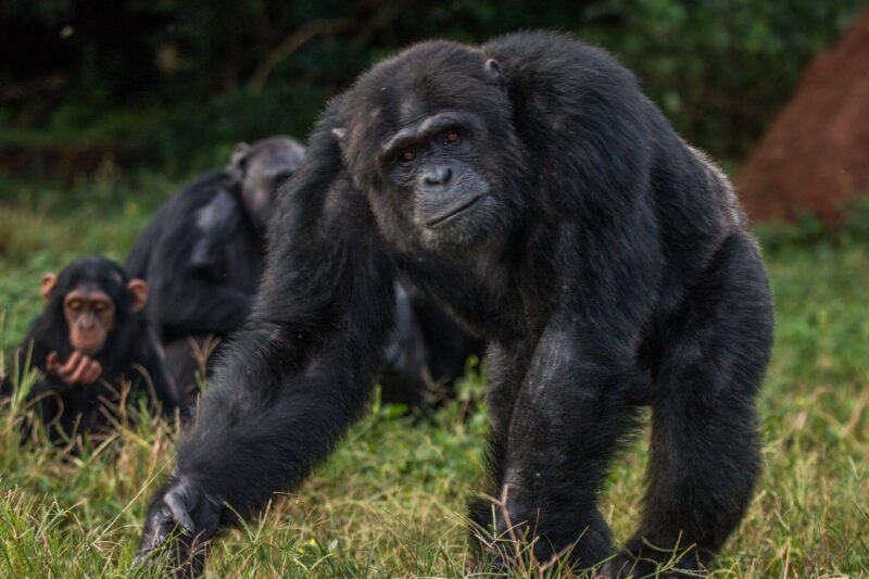 Ngamba Island Chimpanzee Sanctuary Uganda