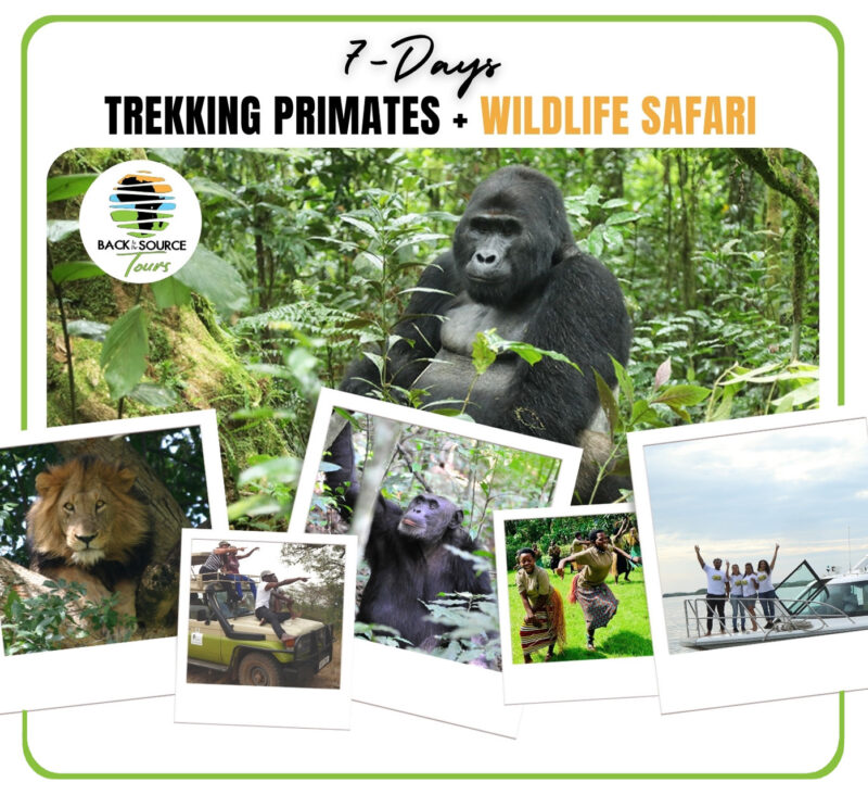 Trekking Primates and Wildlife Safari 7 days