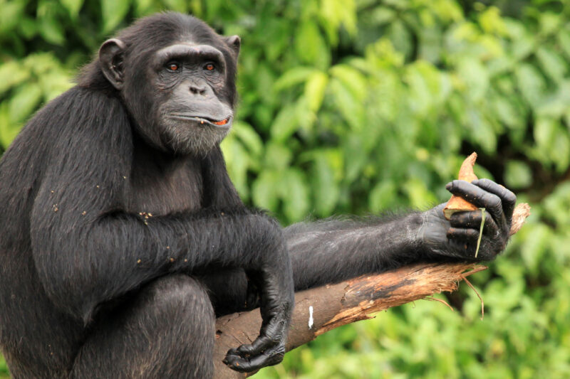 Ngamba Island Chimpanzee Sanctuary -1