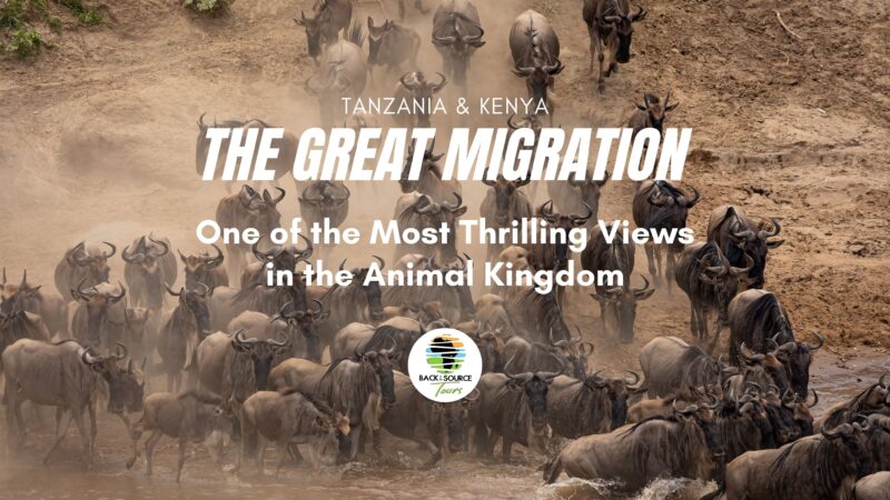 Great-Migration-Kenya-Masai-Mara-Banner
