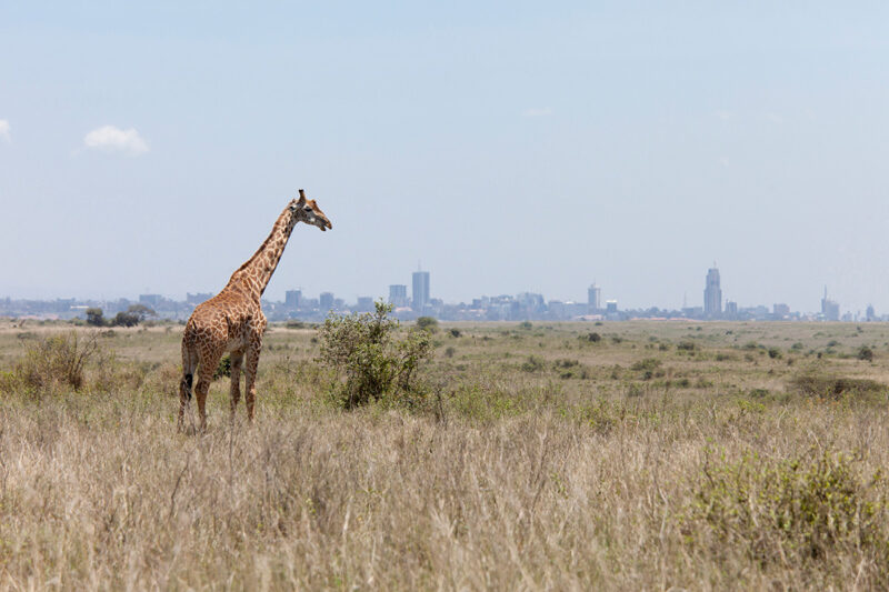 giraffe-nairobi-nationaol-park