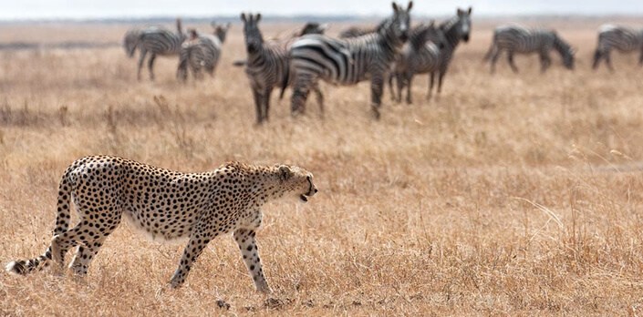 Kidepo National Park Wildlife
