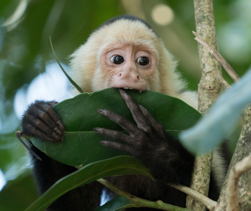 Costa Rica