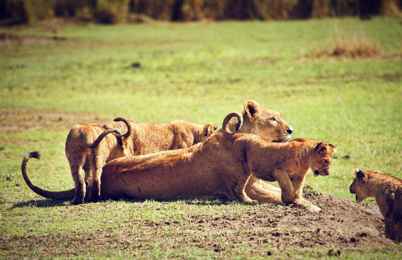Tanzania wildlife lion family