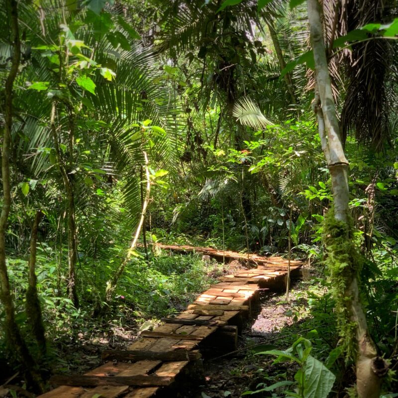 Bigodi Wetlands Sanctuary (Hikes | Walks | Sightseeing