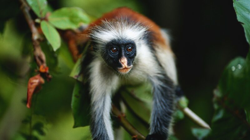 20 Activities You Can Do in Zanzibar