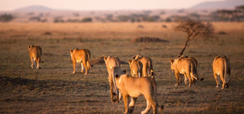 Serengeti National Park, Tanzania