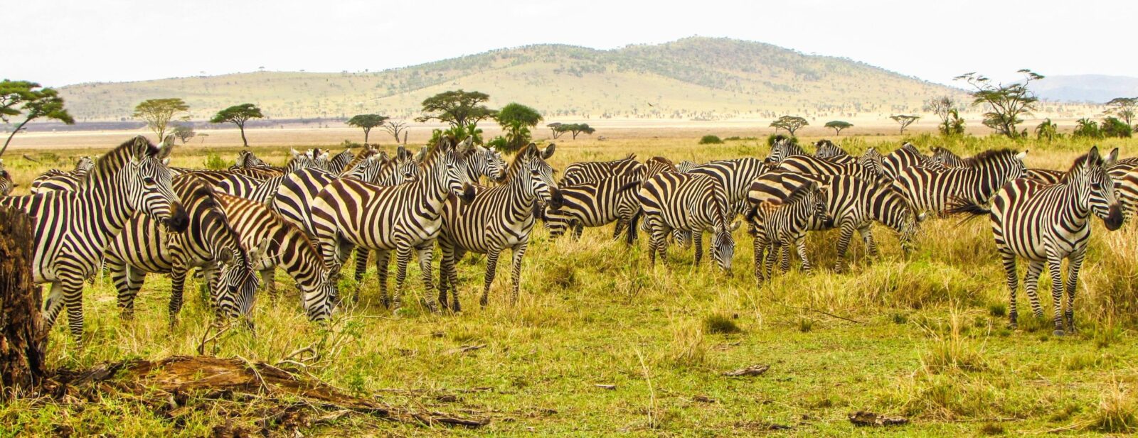 Serengeti National Park, Tanzania Serengeti National Park, Tanzania