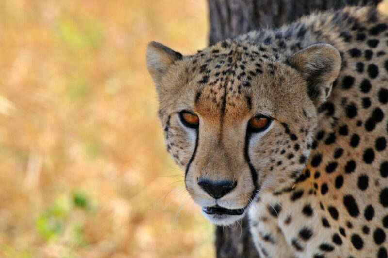 Serengeti National Park, Tanzania