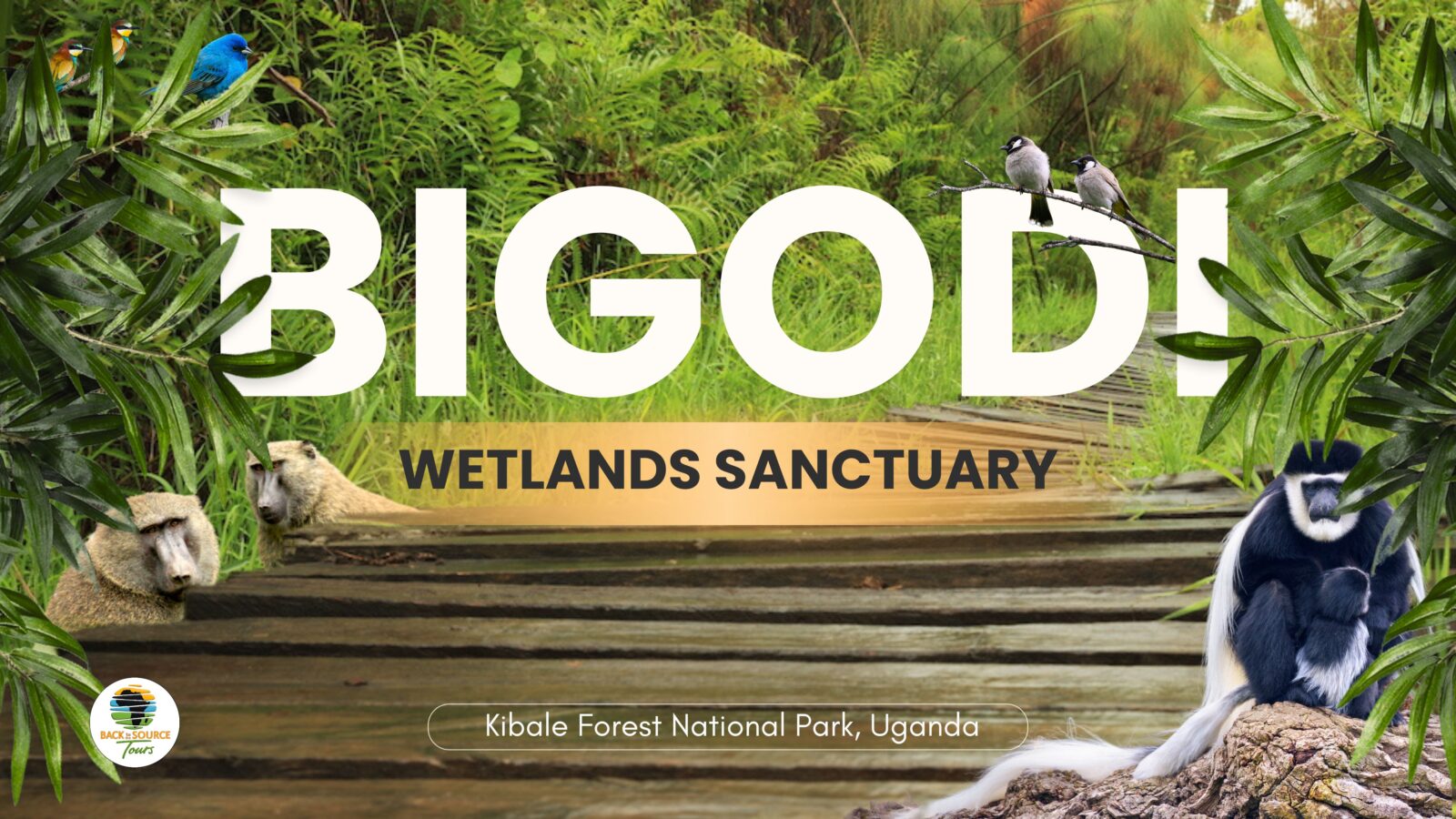 Bigodi Wetlands Sanctuary (Hikes | Walks | Sightseeing