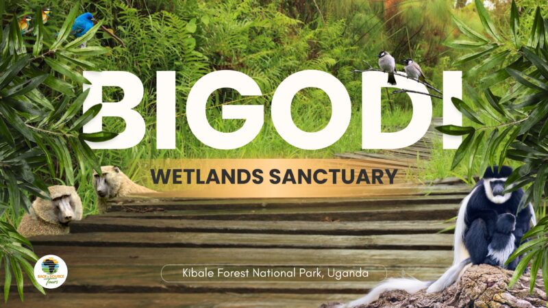 Bigodi Wetlands Sanctuary (Hikes | Walks | Sightseeing