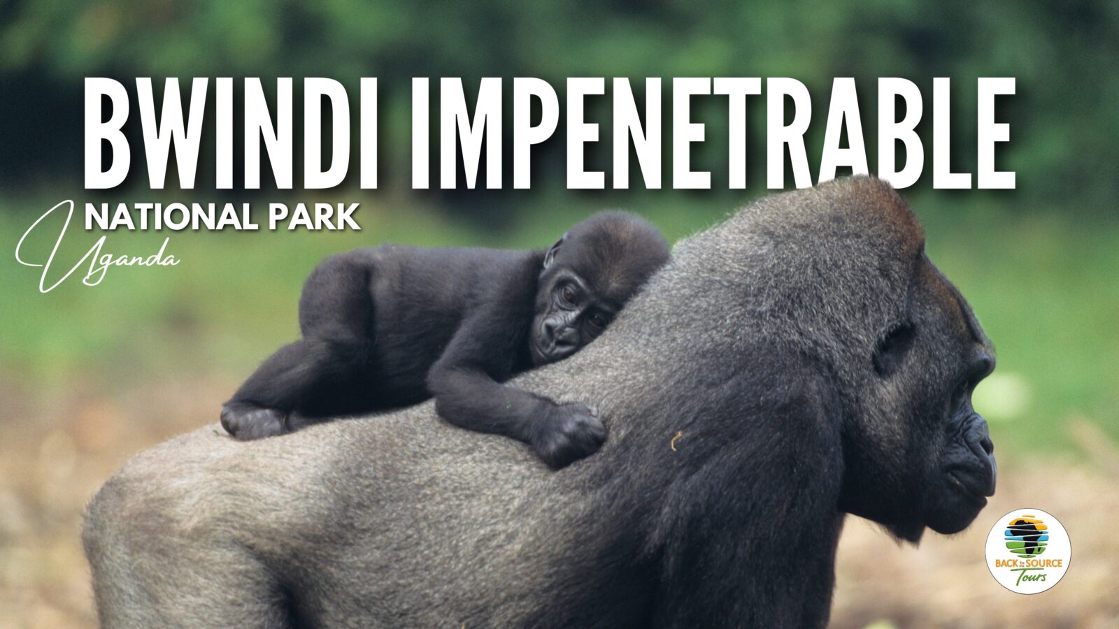 Bwindi Impenetrable National Park