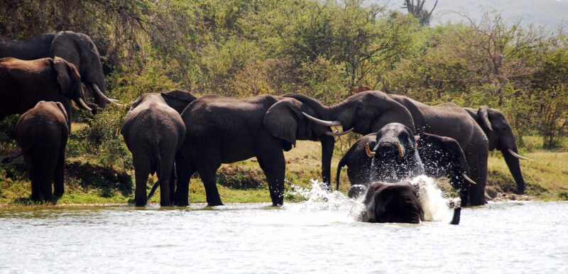 Kazinga Channel: Uganda’s Epic Waterway of Wildlife Encounters