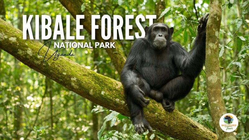 Kibale Forest National Park