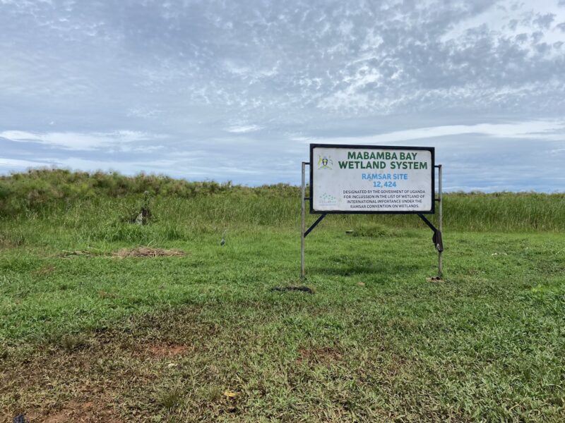 Trekking the Shoebill and Unlocking Entebbe’s Best-Kept Secret