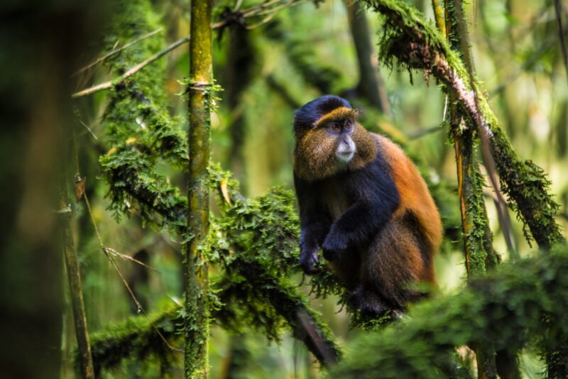 Mgahinga Gorilla National Park