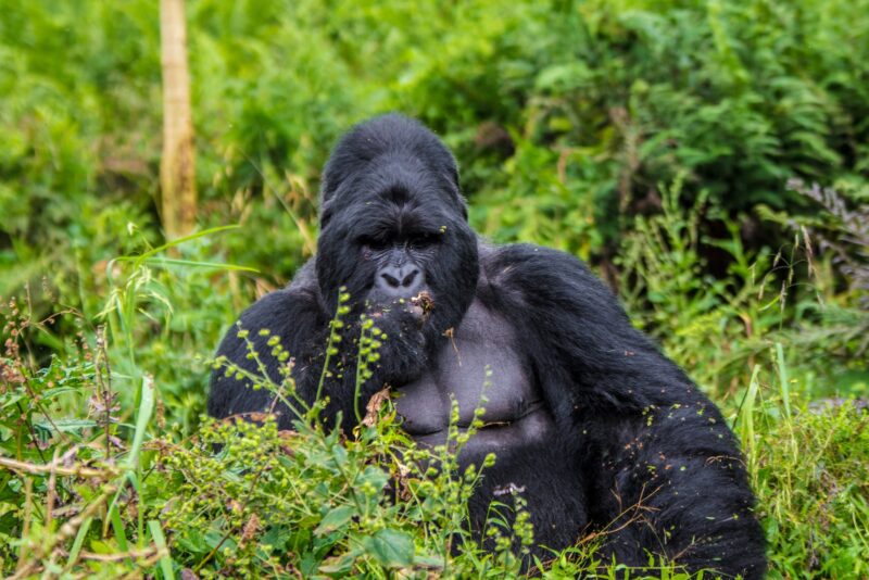 Mgahinga Gorilla National Park