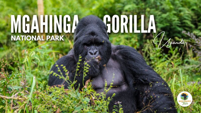 Mgahinga Gorilla National Park