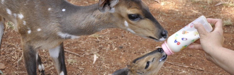 Wildlife at Your Doorstep in Nairobi, Kenya