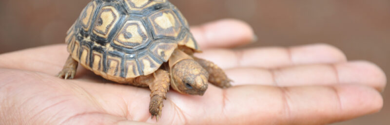 Wildlife at Your Doorstep in Nairobi, Kenya