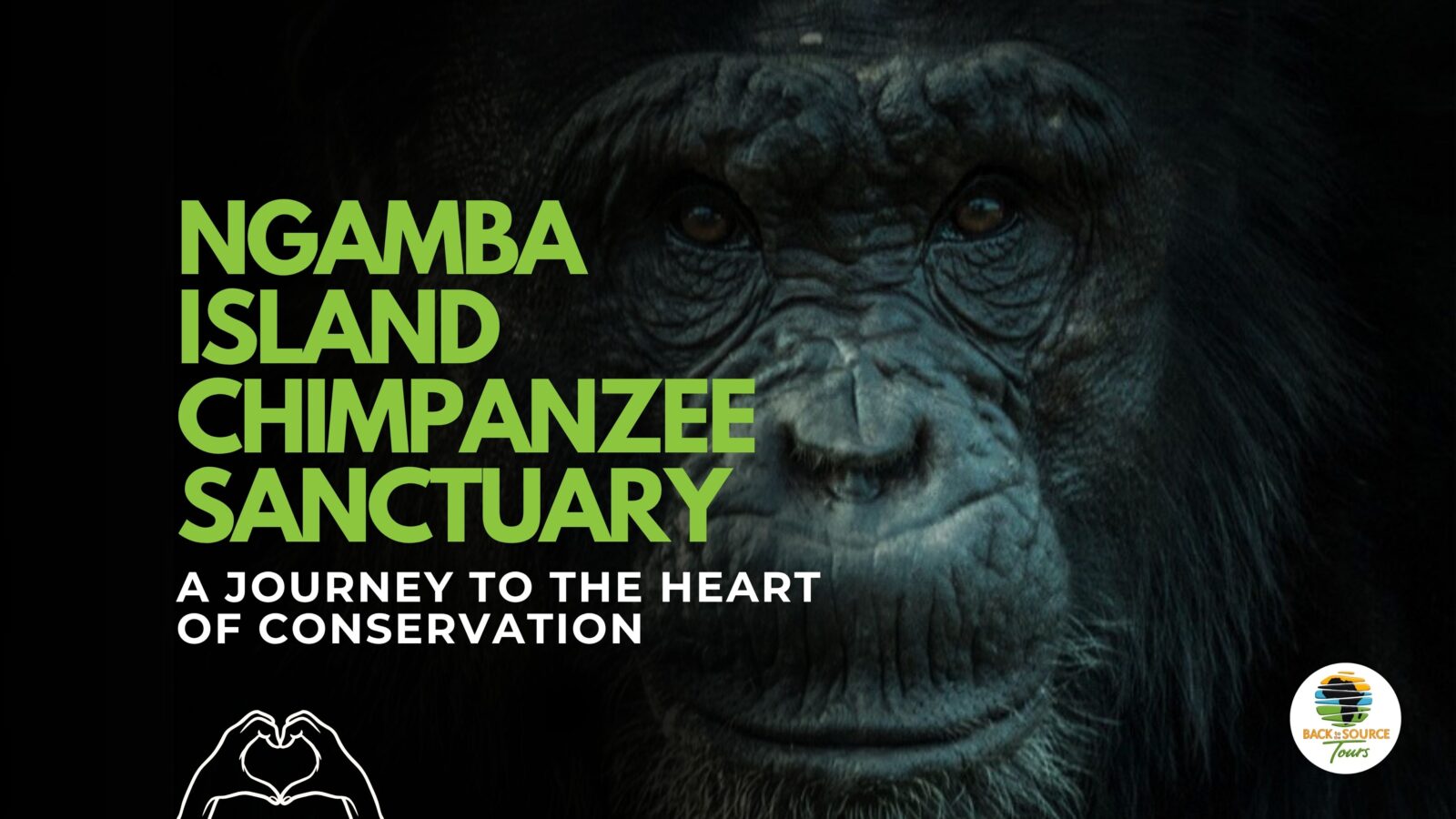 Ngamba Island Chimpanzee Sanctuary: A Journey to the Heart of Conservation