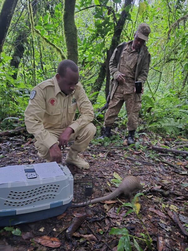 Pangolin Conservation Tour Buhoma Bwindi Uganda