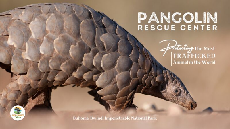 Inside the Pangolin Rescue Centre in Buhoma