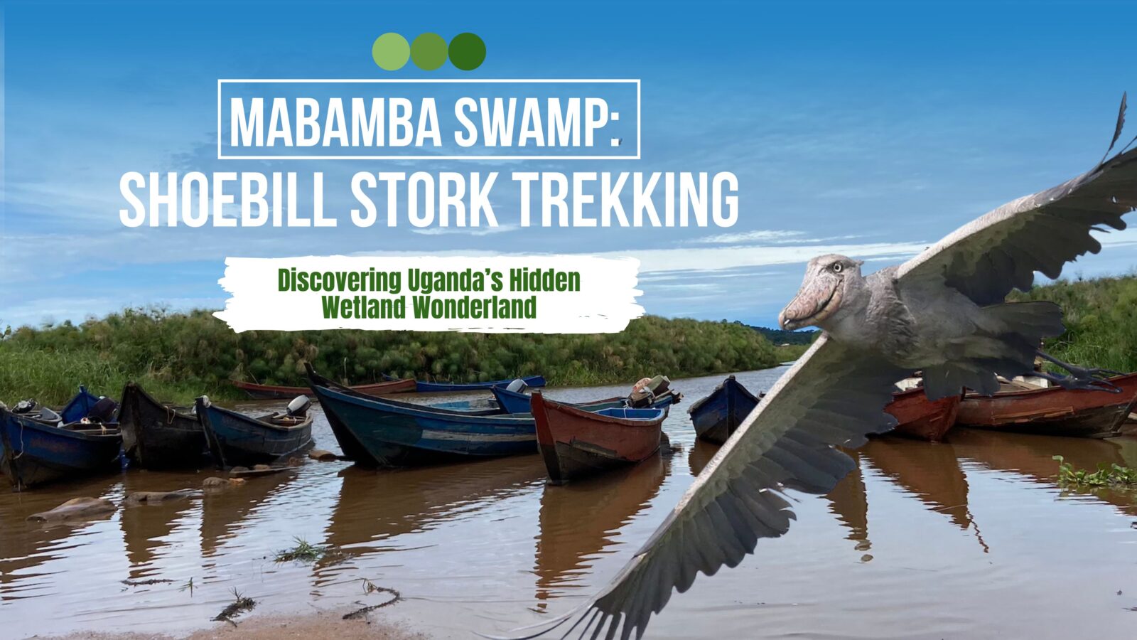 Trekking the Shoebill and Unlocking Entebbe’s Best-Kept Secret
