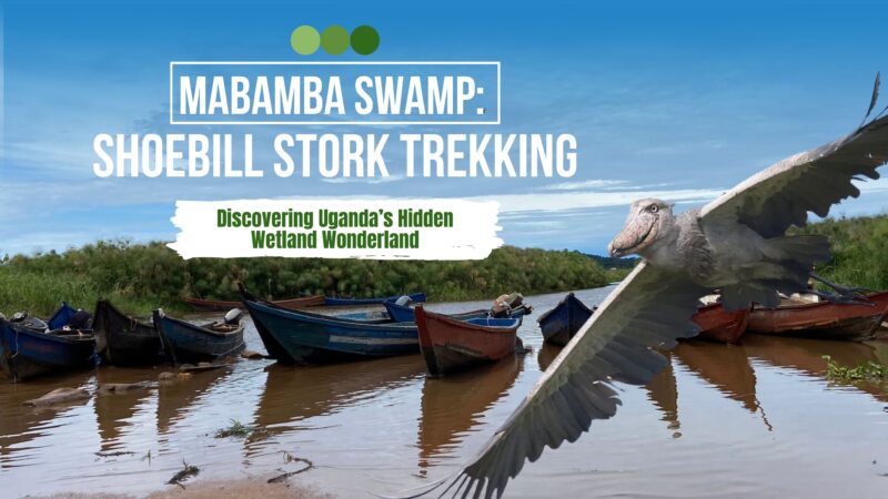 Trekking the Shoebill and Unlocking Entebbe’s Best-Kept Secret