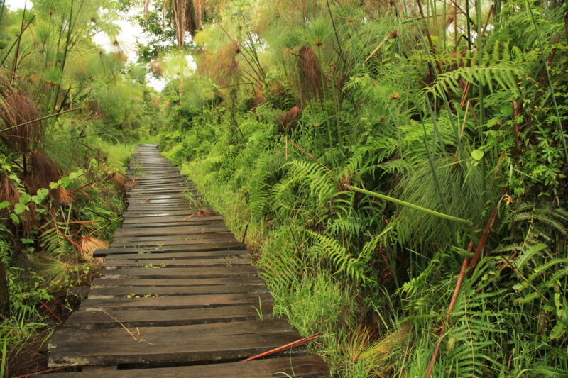 Bigodi Wetlands Sanctuary (Hikes | Walks | Sightseeing
