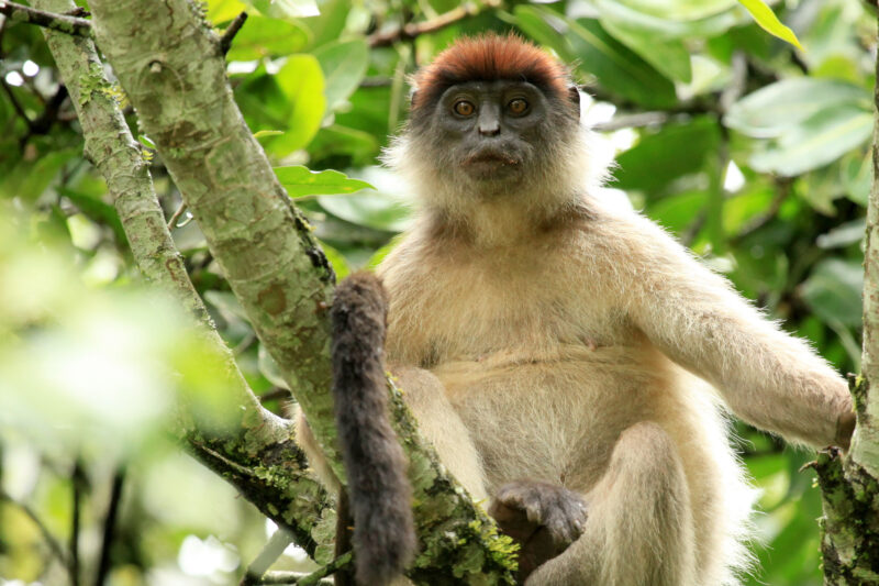 Bigodi Wetlands Sanctuary (Hikes | Walks | Sightseeing