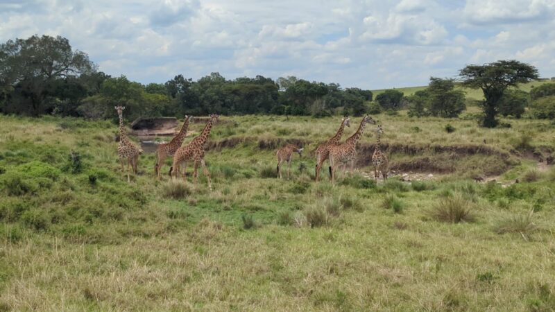 East Africa Safari Photo Gallery