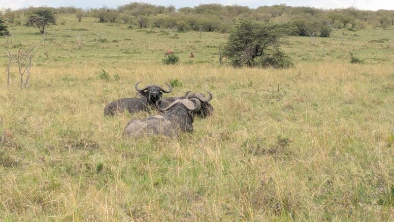 East Africa Safari Photo Gallery